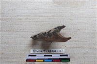 家犬藏品圖，第4張