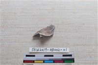 家犬藏品圖，第6張