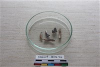 家犬藏品圖，第2張