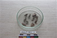 家犬藏品圖，第1張