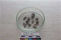 家犬藏品圖，第2張