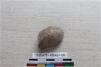 家犬藏品圖，第1張