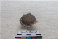 家犬藏品圖，第2張