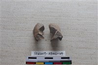 家犬藏品圖，第3張