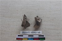 家犬藏品圖，第4張