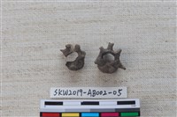 家犬藏品圖，第4張