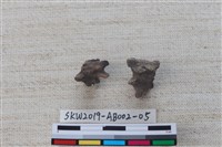 家犬藏品圖，第5張