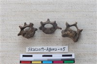 家犬藏品圖，第7張