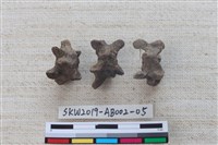 家犬藏品圖，第8張