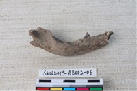 家犬藏品圖，第2張