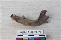 家犬藏品圖，第3張