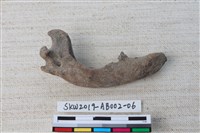 家犬藏品圖，第4張