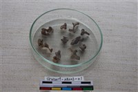 家犬藏品圖，第2張