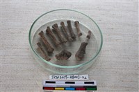 家犬藏品圖，第2張