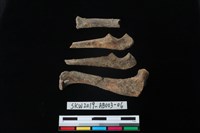 家犬藏品圖，第2張