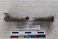 家犬藏品圖，第1張