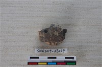 獸骨藏品圖，第1張