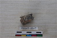 獸骨藏品圖，第3張