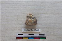 獸骨藏品圖，第3張
