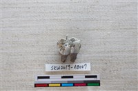 獸骨藏品圖，第2張