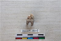 獸骨藏品圖，第1張