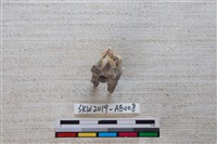 獸骨藏品圖，第2張