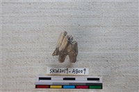 獸骨藏品圖，第1張