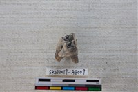 獸骨藏品圖，第2張
