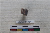 獸骨藏品圖，第2張