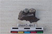 獸骨藏品圖，第1張