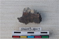 獸骨藏品圖，第2張