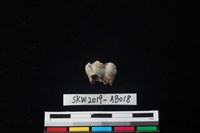 獸骨藏品圖，第1張