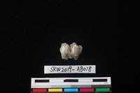 獸骨藏品圖，第2張