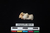 獸骨藏品圖，第1張