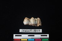 獸骨藏品圖，第2張