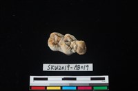 獸骨藏品圖，第3張