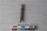 獸骨藏品圖，第2張