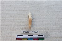 獸骨藏品圖，第1張