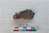 獸骨藏品圖，第2張