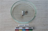 獸骨藏品圖，第1張