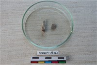 獸骨藏品圖，第2張