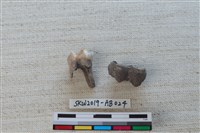 獸骨藏品圖，第3張