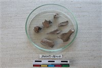 獸骨藏品圖，第6張