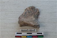 獸骨藏品圖，第2張