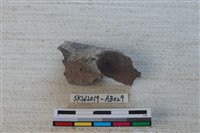 獸骨藏品圖，第1張