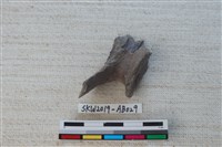 獸骨藏品圖，第2張