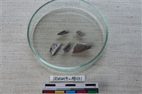 獸骨藏品圖，第3張