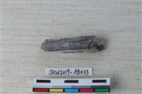 獸骨藏品圖，第2張