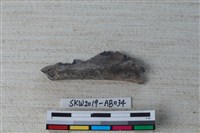 獸骨藏品圖，第2張