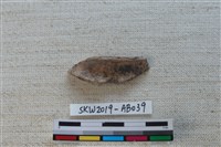 獸骨藏品圖，第2張